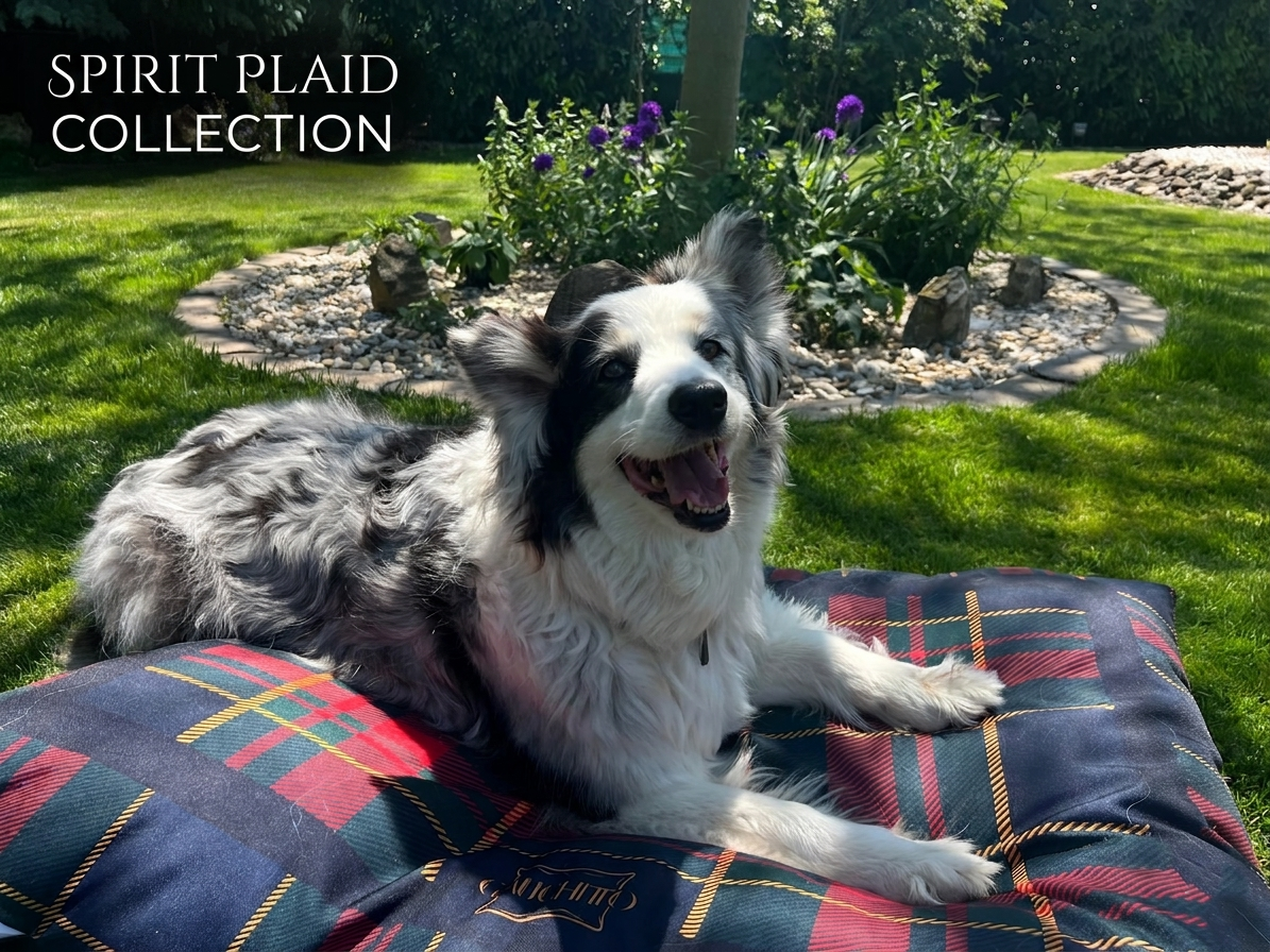 The Gauchitto team with dogs and luxury dog beds